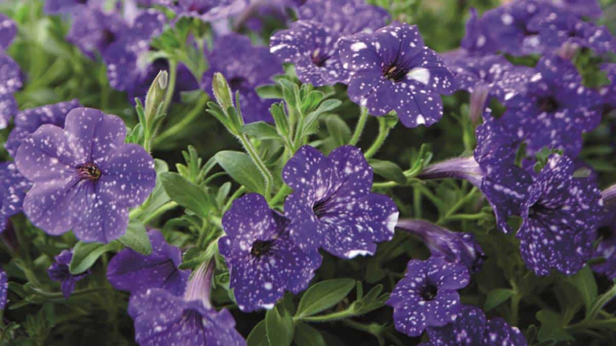 Petunia-NightSky-5-JAF-Jardinerie