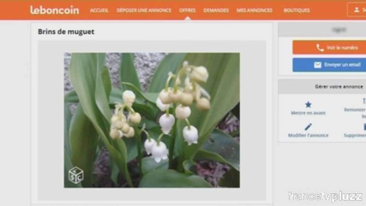 Muguet-Leboncoin-JAF-Fleuriste