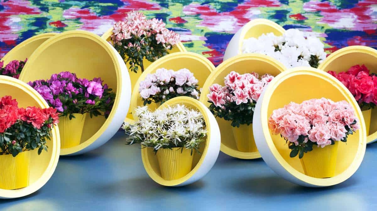 azaleee-ohf-jaf-jardinerie-fleuriste