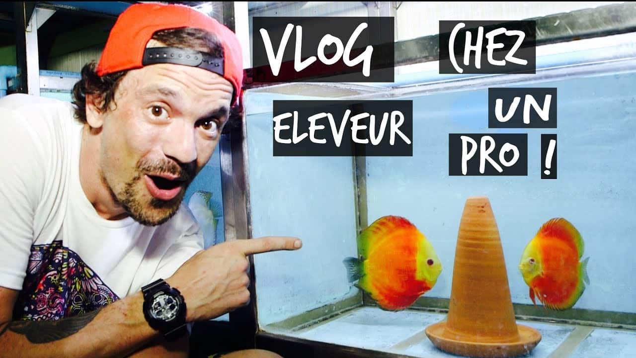 2000 DISCUS DANS SA FISH ROOM !!!!-VLOG TOOPET THAILANDE