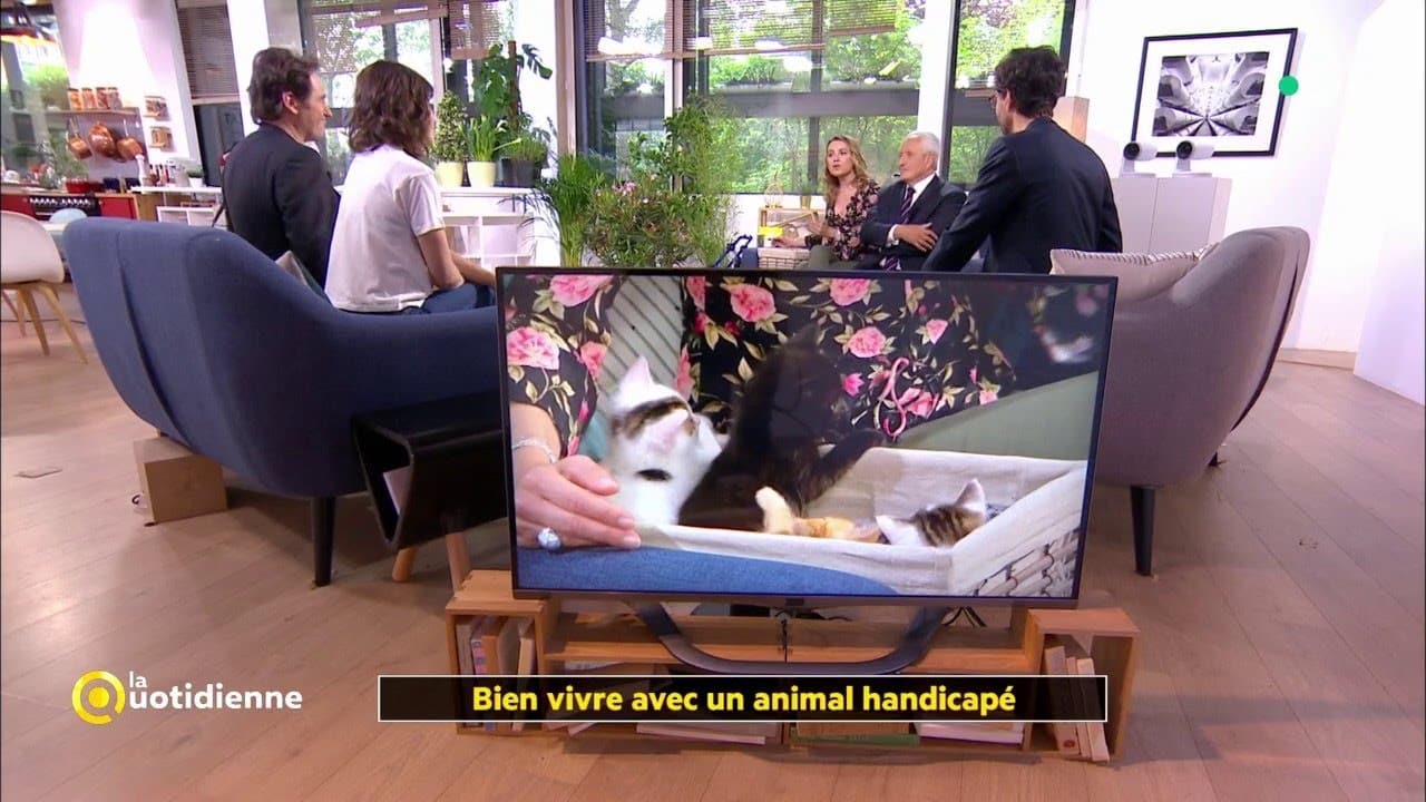 Bien vivre avec un animal handicapé