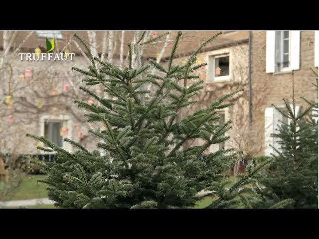 Comment choisir son sapin de noël ? - Jardinerie Truffaut TV