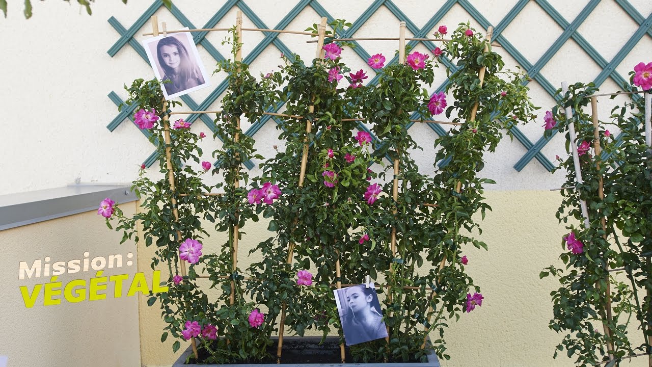 Les rosiers de Rose
