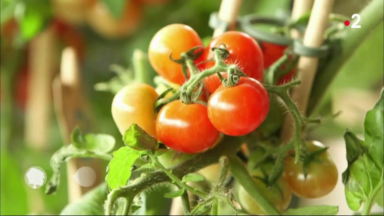 Conseils jardin : Réussir son potager !