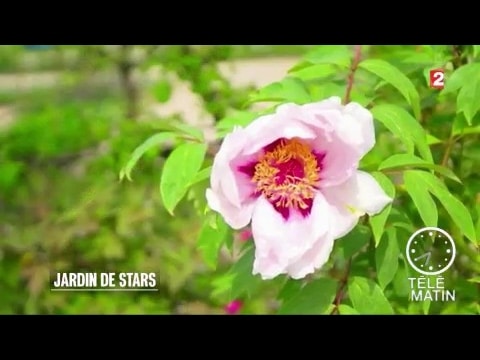 Jardin - Jardin des étoiles