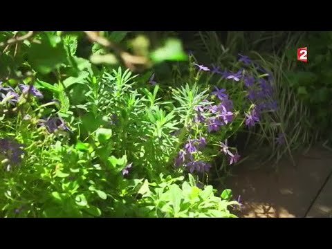 Jardin - « Jardin, Jardins aux Tuileries »