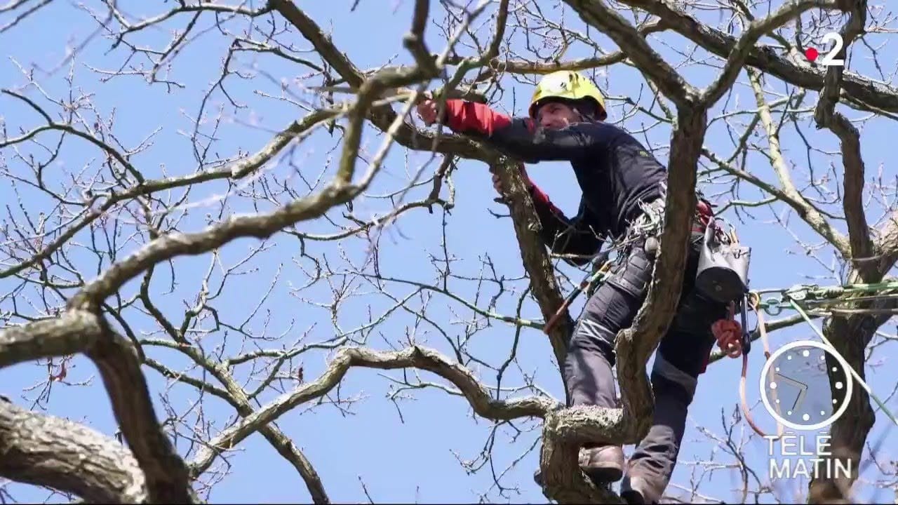 Jardin - Savez-vous tailler vos arbres ?