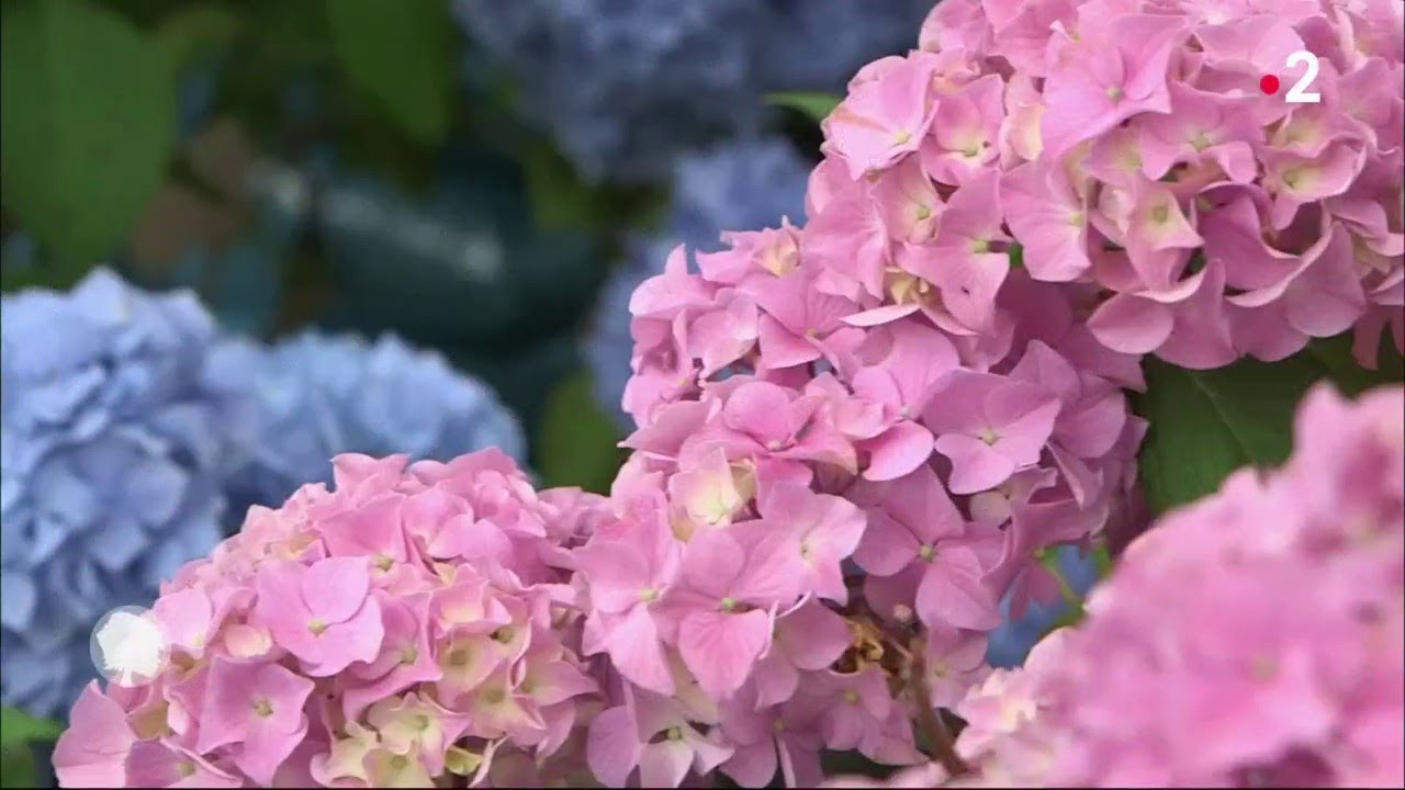 Quel hortensia choisir ?