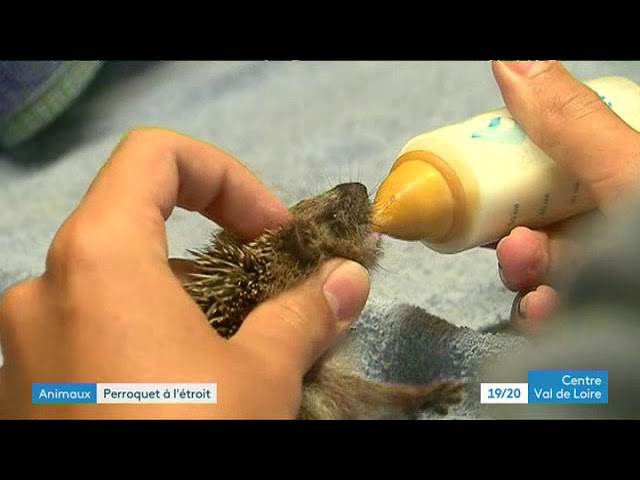 Indre-et-Loire : une animalerie se sépare de son perroquet pour lui offrir une meilleure vie