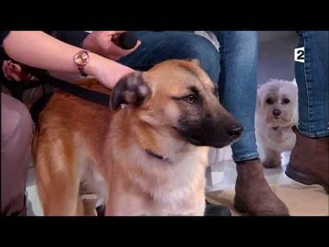 Adoptez-les ! (deuxième partie)