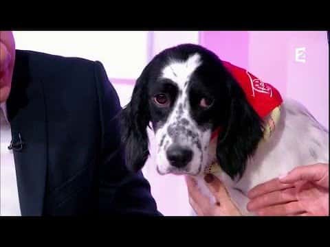 Adoptez-les ! (première partie)
