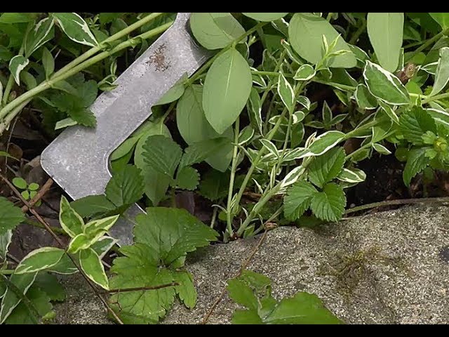 DÉSHERBAGE DE PRÉCISION DANS UN MASSIF