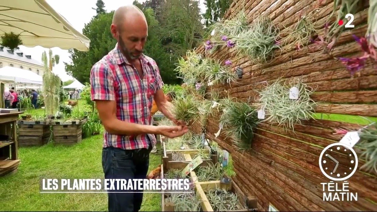 Jardin - Les Plantes extraterrestres