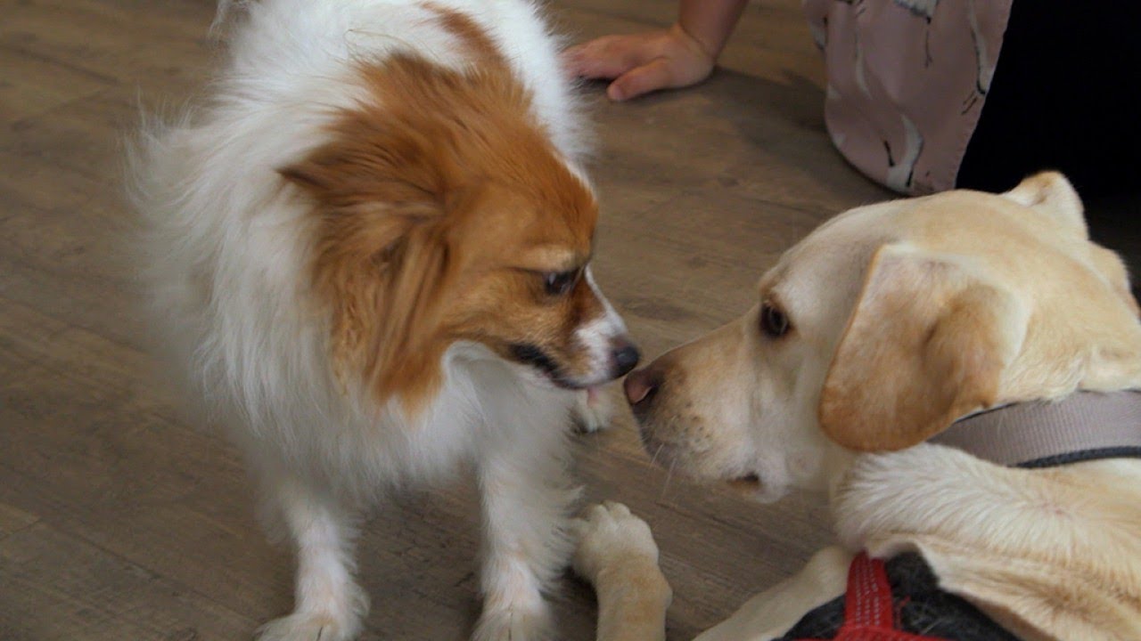 Mon chien peut-il tomber amoureux ?