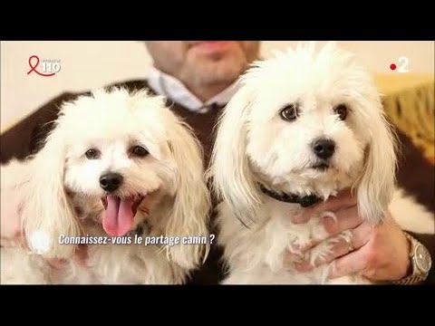 Partage canin : comment ça marche ?