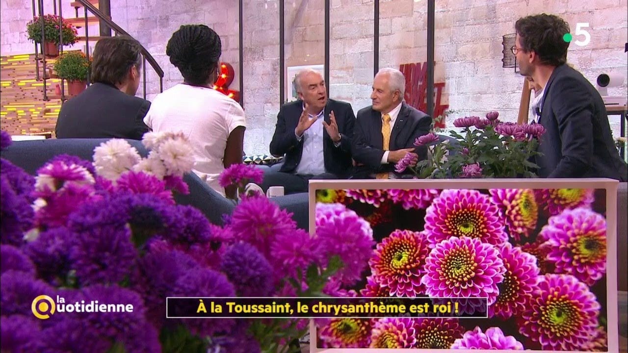 À la Toussaint, le chrysanthème est roi ! - La Quotidienne