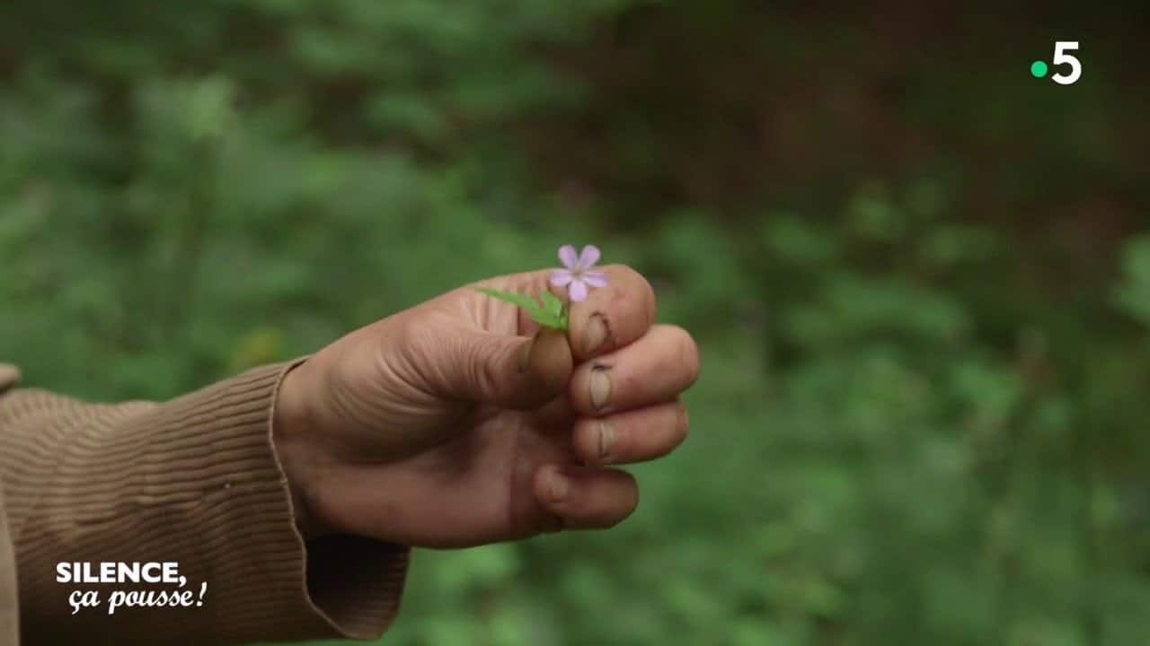 Atelier créatif : création d'un herbier