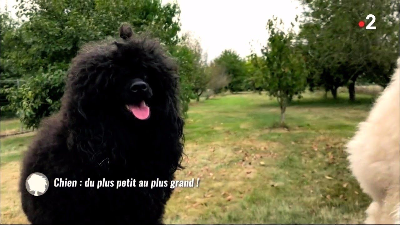 Chien : du plus petit au plus grand !