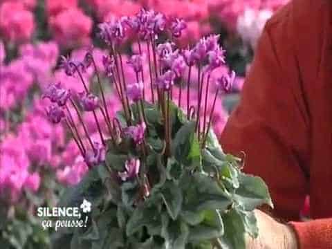 Cyclamen Morel : Emission France 5 - Silence ca Pousse