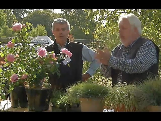 DIRECT AU JARDIN N°3 : PLANTES COUP DE CŒUR À JOSSIGNY