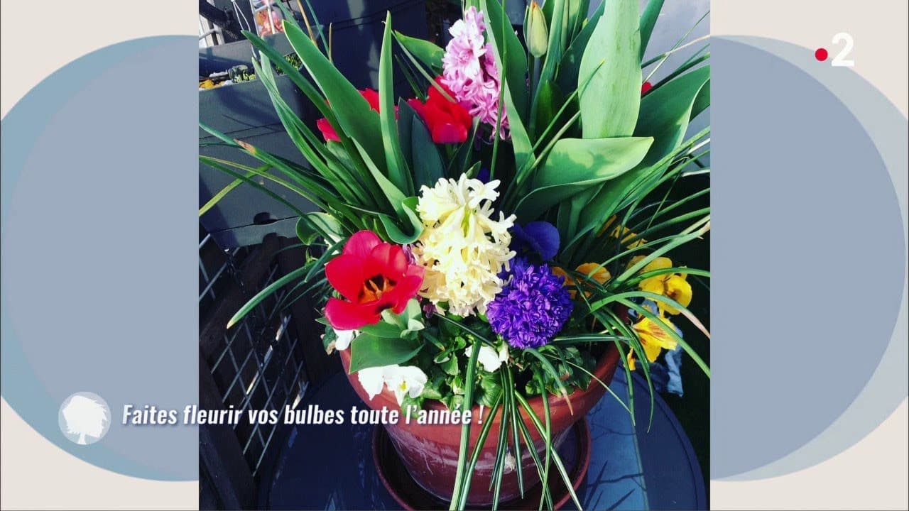 Faites fleurir vos bulbes toute l’année