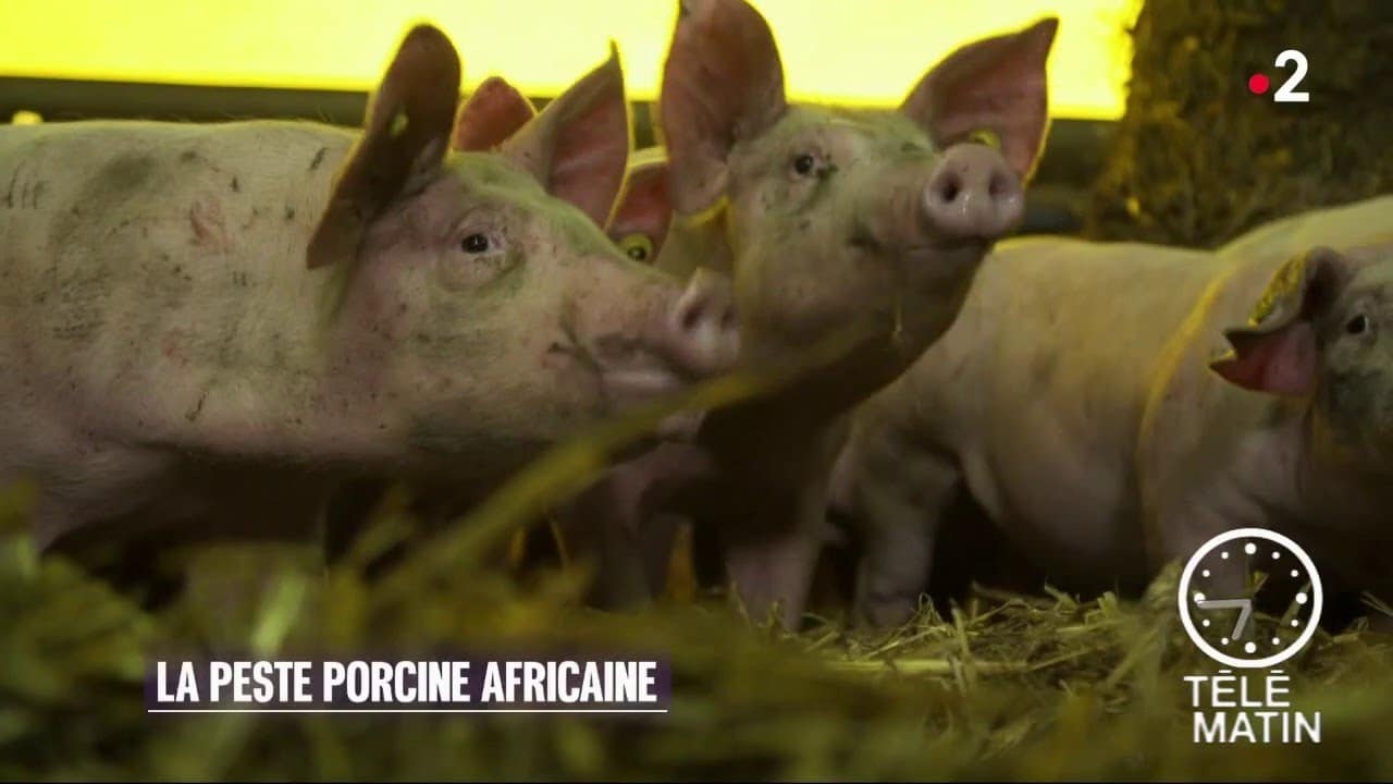 Faune – La peste porcine