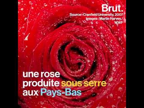 Brut nature FR - Le marché mondial des fleurs et son impact écologique