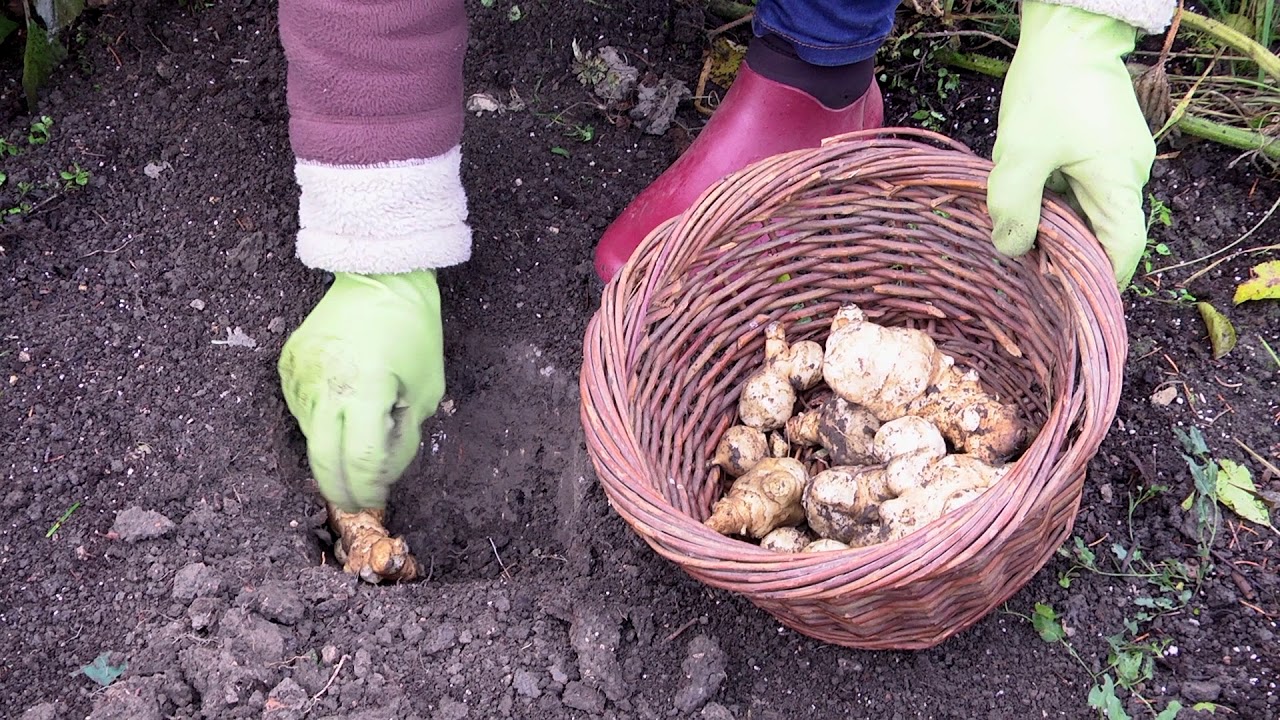 Quand et comment planter des topinambours ?