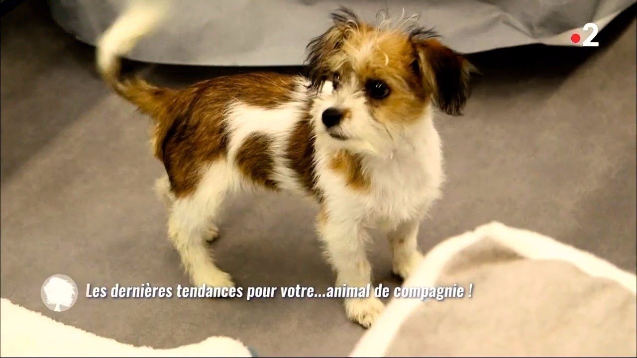 Toutes les nouveautés pour votre animal !
