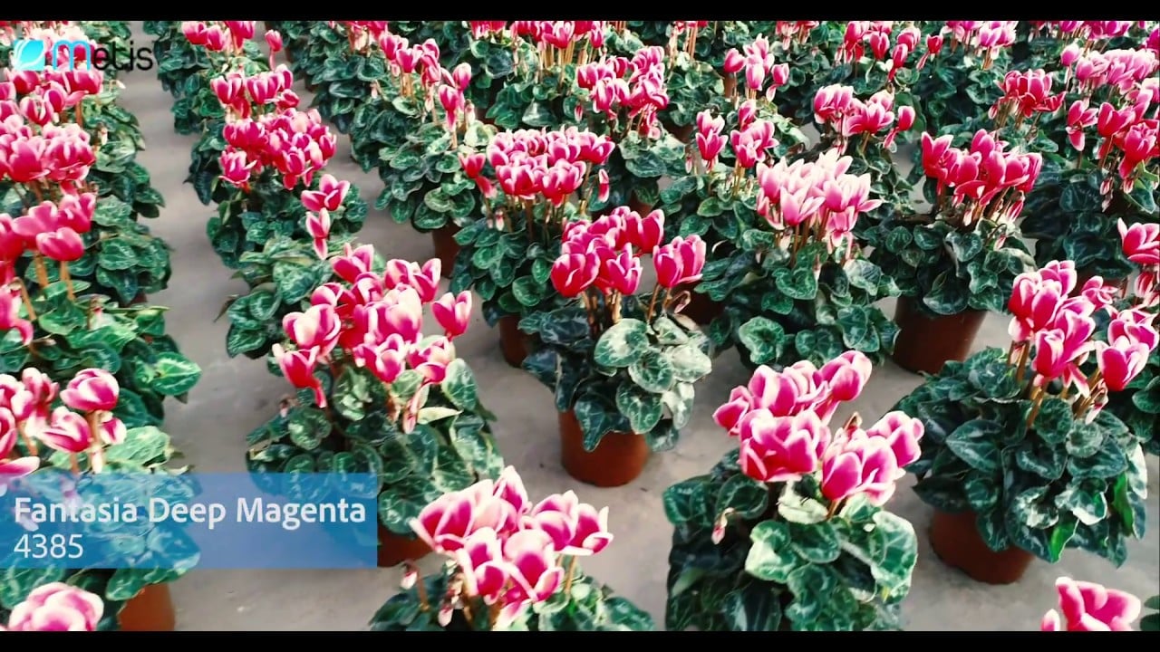 Cyclamen Morel – Essais de production en Hollande 2018