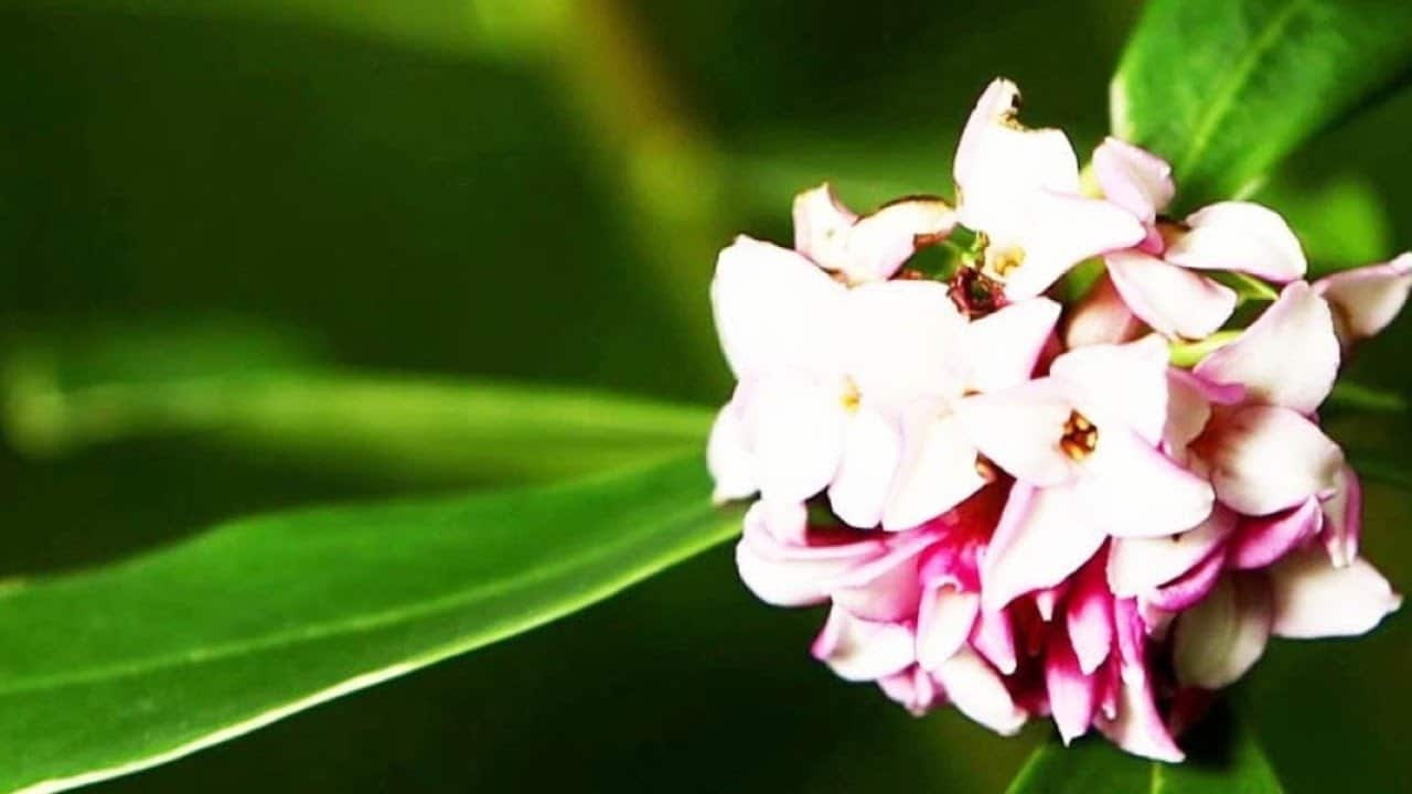 Jardin - Plantes qui bravent le froid