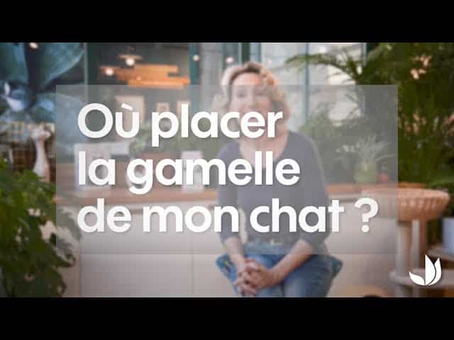 Où placer la gamelle de son chat ? - Jardinerie Truffaut TV