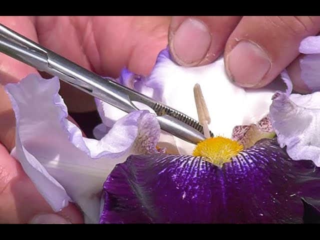COMMENT CRÉER UNE NOUVELLE VARIÉTÉ D’IRIS