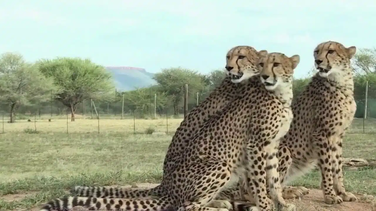 Faune - Passion guépard