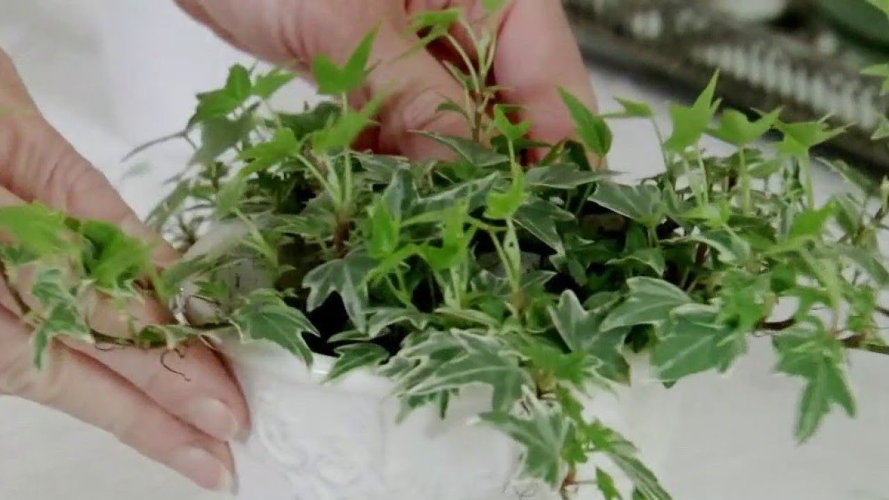 Le lierre : plante à tout faire