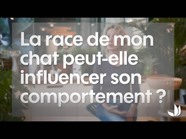 Est-ce que la race du chat peut influencer son comportement ? - Truffaut TV