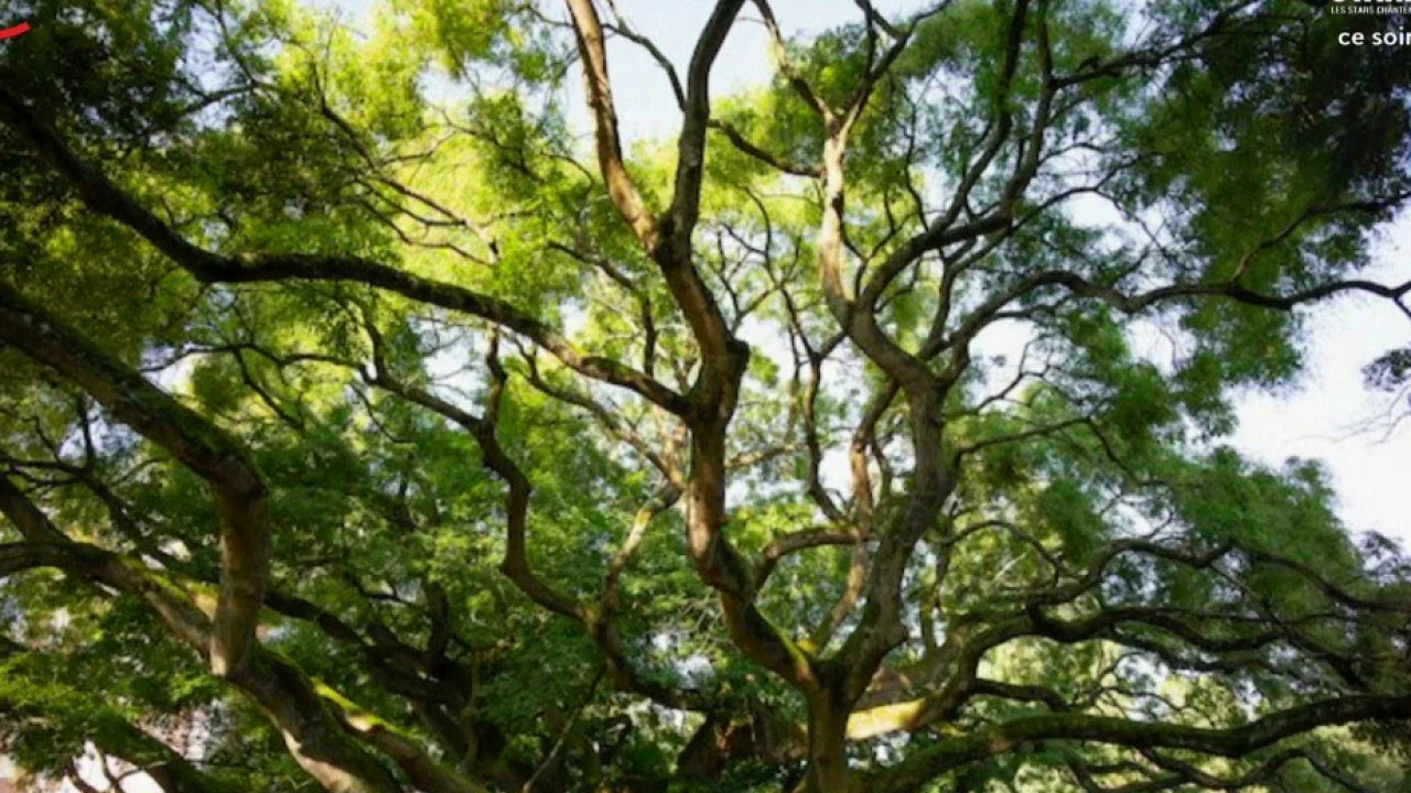 Les arbres remarquables de France