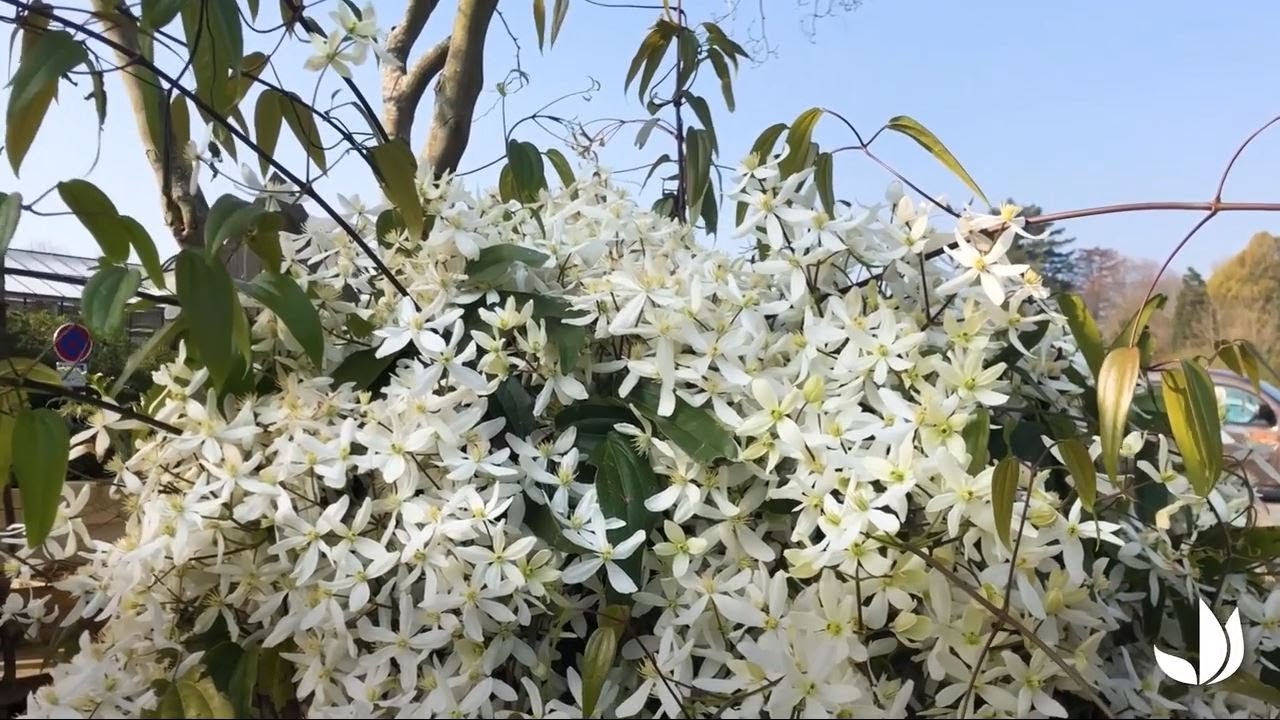 Clématite d'Armand (clematis armandii) - Jardinerie Truffaut TV