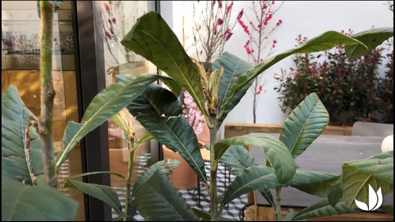 Comment cultiver le néflier du Japon ? - Jardinerie Truffaut TV