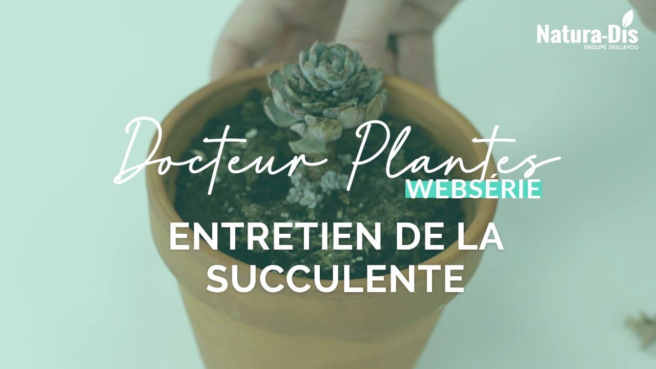 Comment entretenir des succulentes ? - Natura-Dis