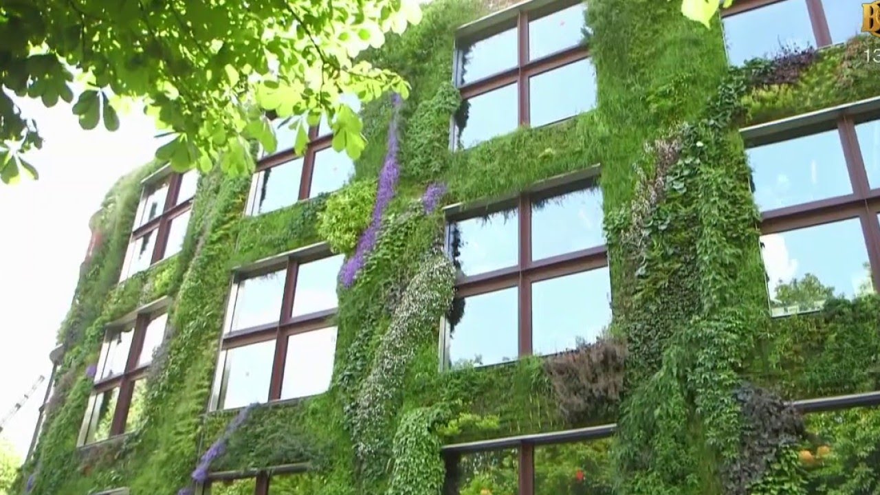 Jardin - Les plantes font le mur