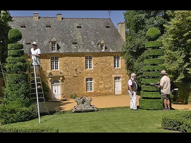 COMMENT TAILLER UN GRAND IF EN TOPIAIRE EN UNE HEURE