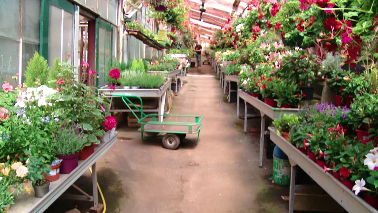 Fleuriste Interflora à Domfront (61) : AUX FLORALIES