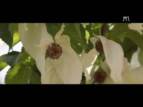 MORPHOLOGIE DES FLEURS - Jardin Botanique J.-M. Pelt | Ep. 15