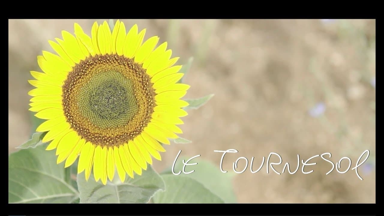 Les fleurs du Var chapitre 11 : le Tournesol