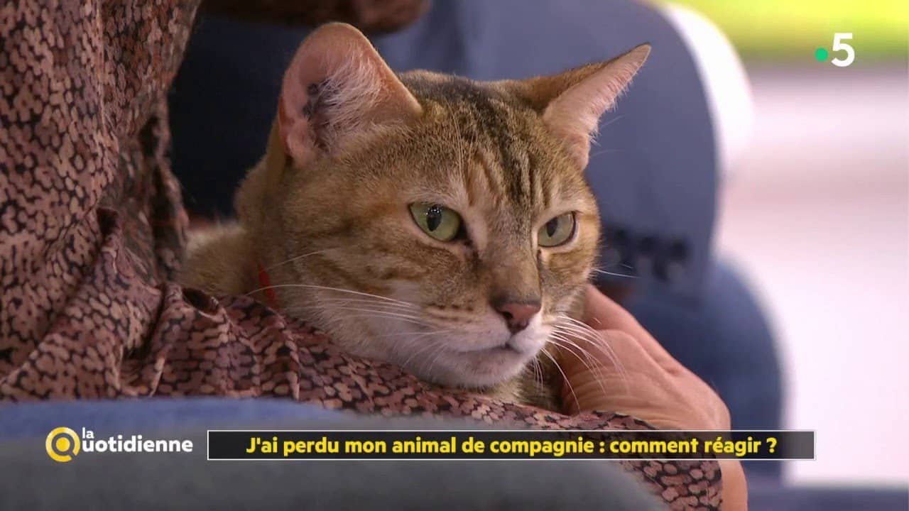 J'ai perdu mon animal de compagnie : comment réagir ? - La Quotidienne