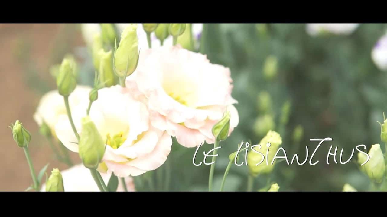 Les fleurs du Var chapitre 12 : le Lisanthius