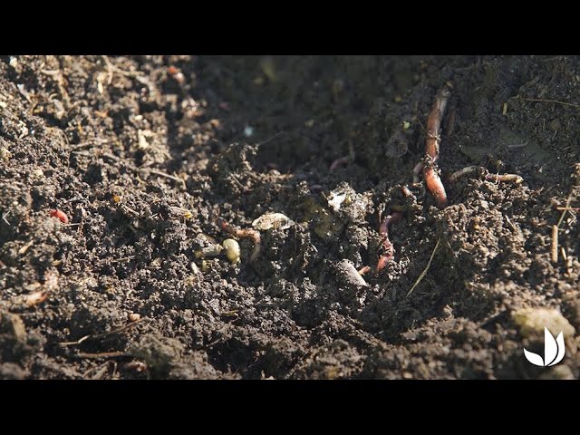 Lombricompostage : le rôle du ver de terre - Jardinerie Truffaut TV