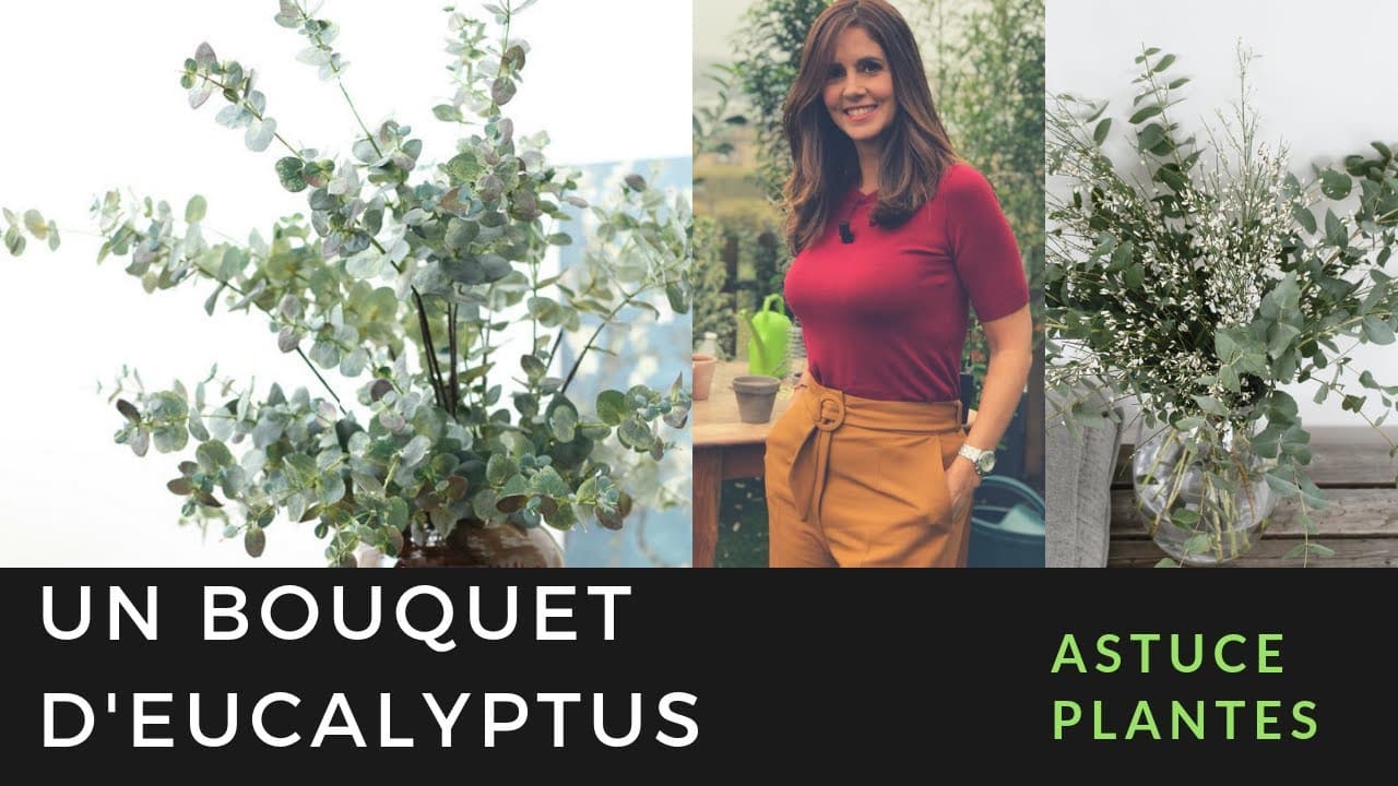 Que faire avec des branches d'eucalyptus ?