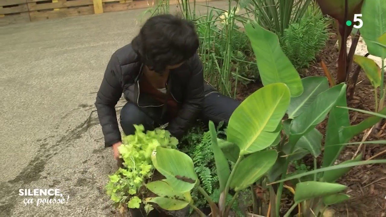 Découverte : les plantes seconde main